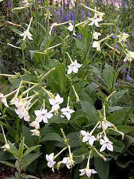 Nicotiana_alata1By_Carl_E_Lewis.jpg