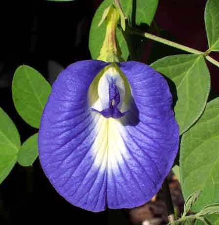 Clitoria1[1].jpg