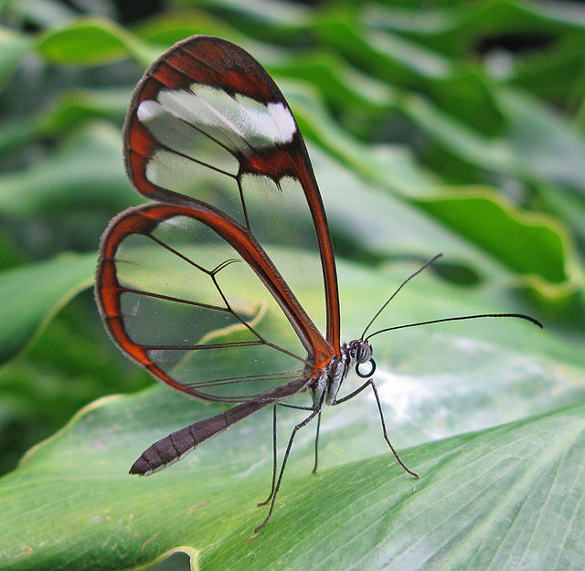 640px-Greta_oto.jpg