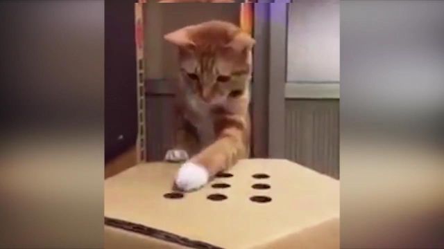 Hard work, but someone's gotta do it... - Animals Australia_10153354717725299.mp4_snapshot_00.19_[2014.12.14_20.52.47]_1.jpg