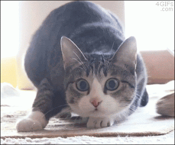 381.gif