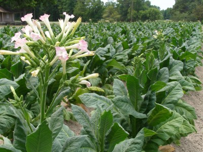 tobacco-flowers.jpg