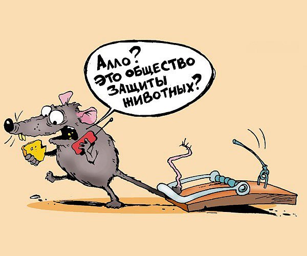 8-Mouse-in-the-house[1].jpg