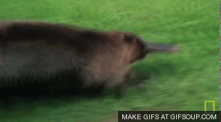 foto31i12.gif