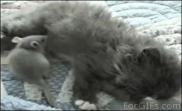 tumblr_ms2ti6kEDP1qdlh1io1_r2_400.gif