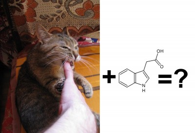 Cat261.jpg