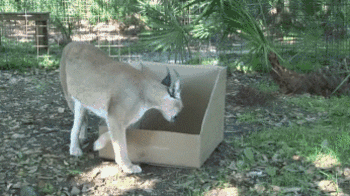 doc28438600_377163054.gif