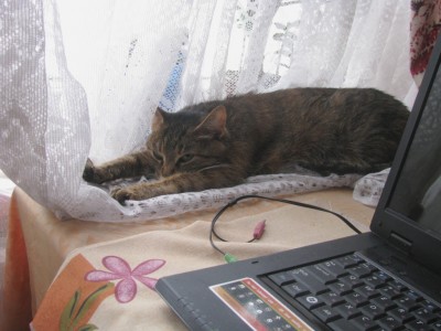 Cat 004.jpg