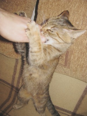 Cat 011.jpg