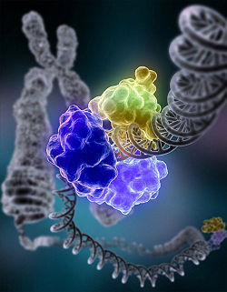 250px-DNA_Repair[1].jpg