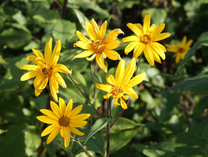 Helianthus_tuberosus_Maapirn_estonia.JPG