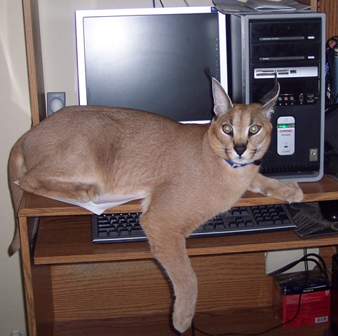 tumblr_lx6rzwcmzm1qfaghyo1_500.jpg