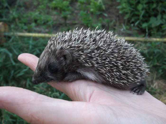 DSCF4599.JPG