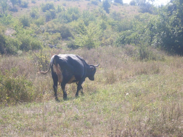 SDC12316.JPG