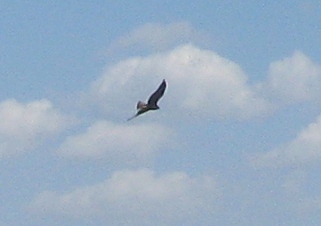 Копия IMG_3054.JPG
