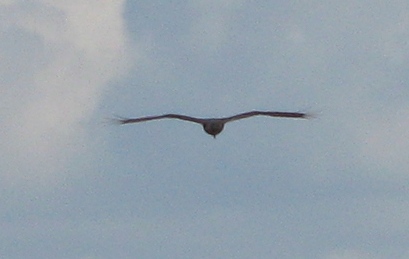 Копия IMG_3055.JPG