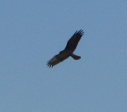 Копия IMG_3057.JPG