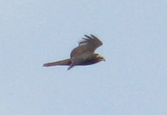 IMG_3059.JPG
