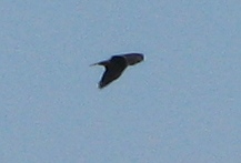 Копия IMG_3060.JPG