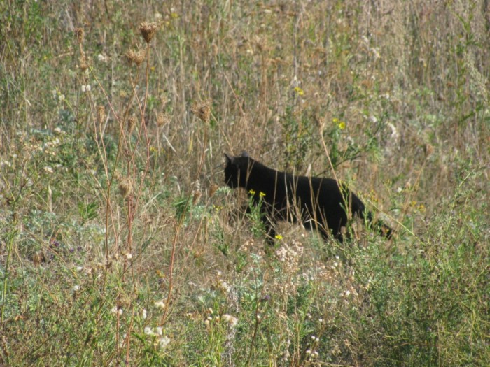 IMG_3725.JPG