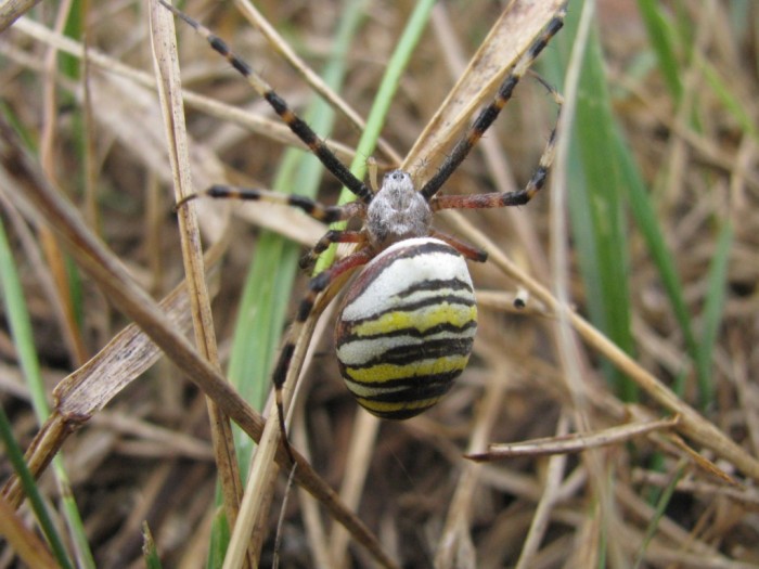 Argiope_bruennichi-9[1].jpg