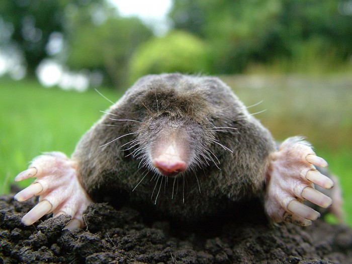 mole2[1].jpg