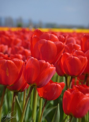 Tulip_Festival.jpg