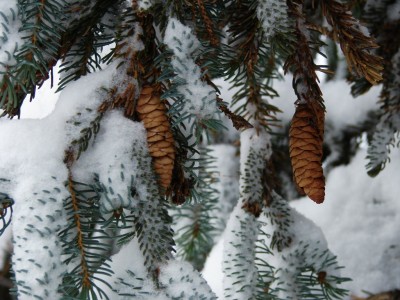 Snow covered spruce.jpg