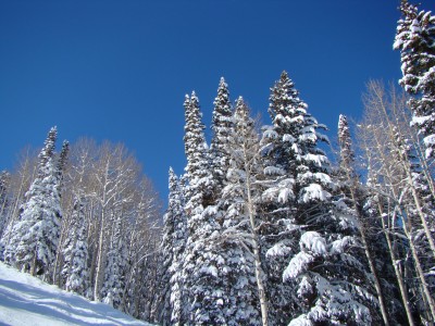 snow_clad_engelmann_spruce_sawatch_national_forest.jpg