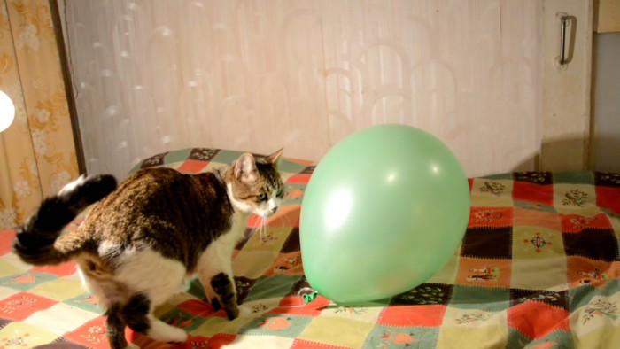 Hexane_Destroys_Rubber-balloon-hexane-cat-1[1].jpg