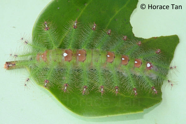 Euthalia adonia pinwilli (Green Baron) - Horace Tan.jpg
