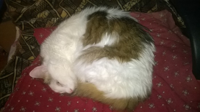 WP_20151213_002.jpg