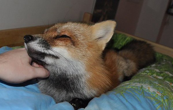 CYiGMfcUsAAzYkX[1].jpg
