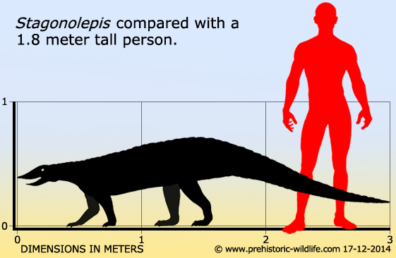 stagonolepis-size[1].jpg