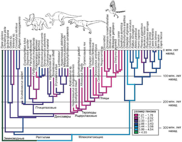 tetrapodes_genome_evolution_600[1].jpg