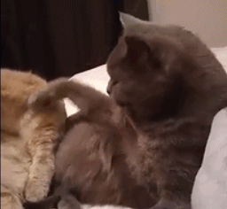 doc145775300_437274618.gif