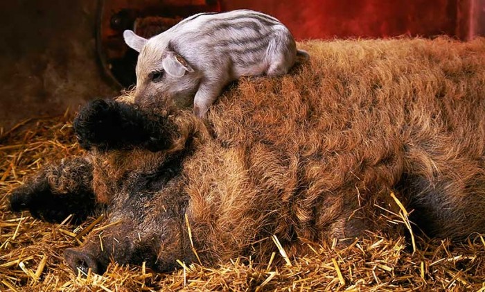 Mangalitsa-pigs-3.jpg