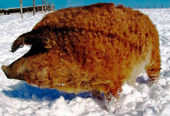 Mangalitsa-pigs-18.jpg