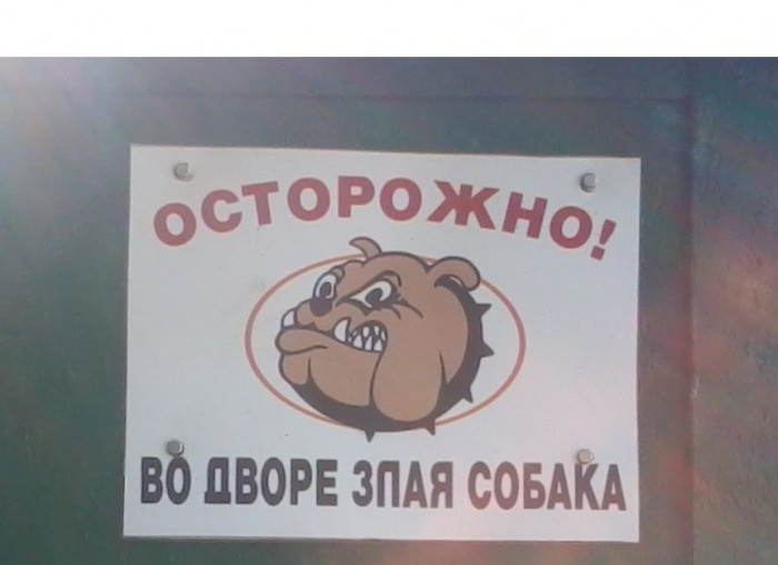 dog1.jpg