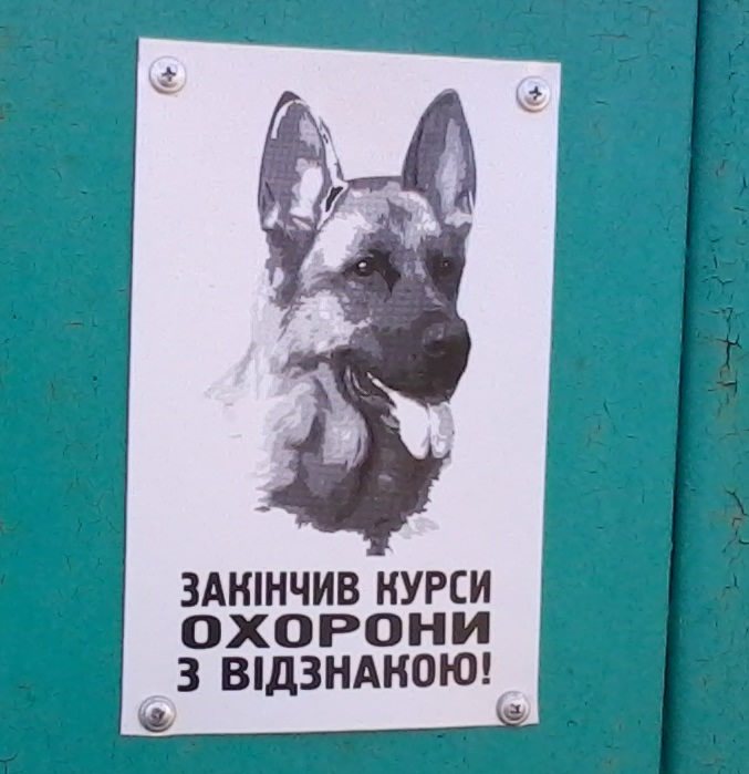 dog3.jpg