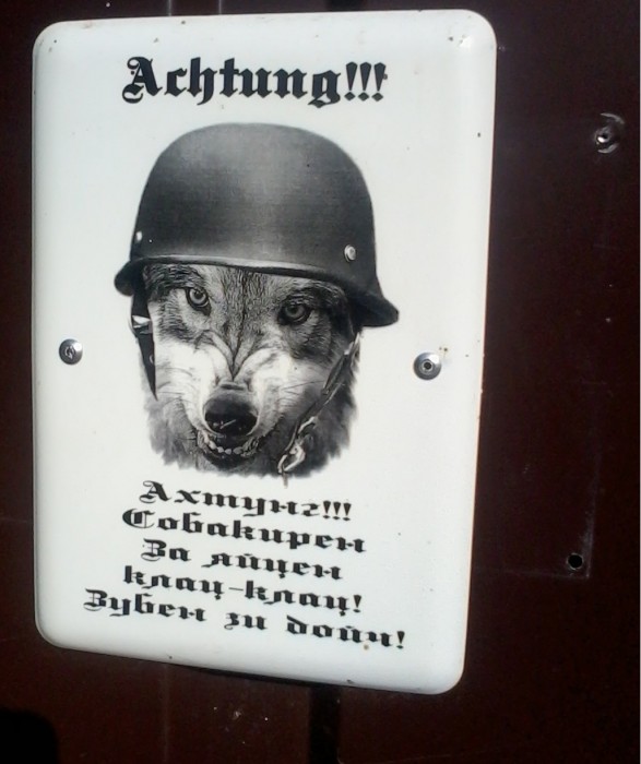 dog5.jpg