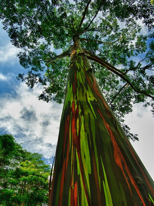 7530960-R3L8T8D-880-amazing-trees-19-1.jpg