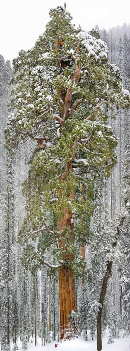7530460-R3L8T8D-880-amazing-trees-20.jpg