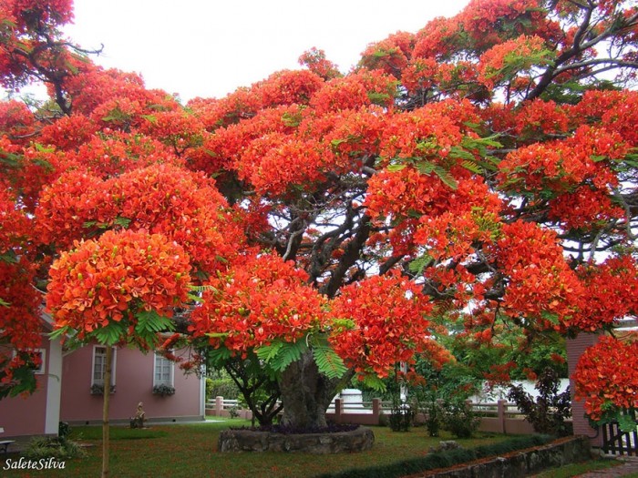 7530910-R3L8T8D-880-amazing-trees-15.jpg
