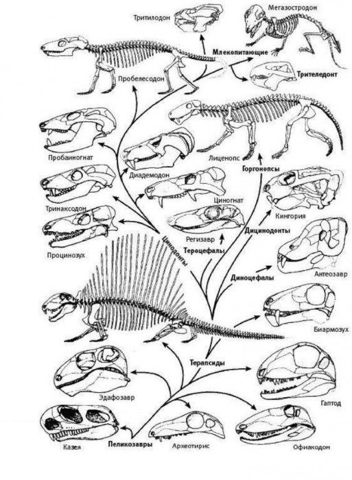 Филогенетическое_древо_звероящеров_(Том_Кемп).JPG