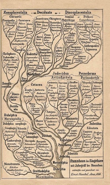 Филогенетическое_древо_млекопитающих_(Э.Геккель,_1866).jpg