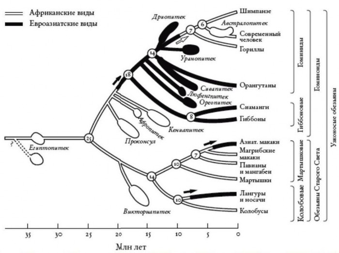 Филогенетическое_древо_обезьян.jpg