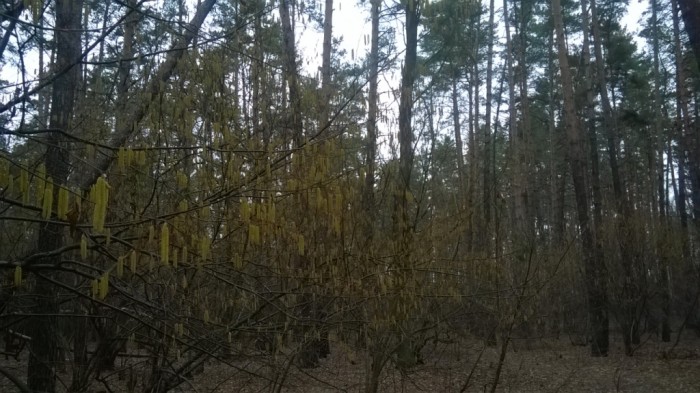 WP_20160303_005.jpg