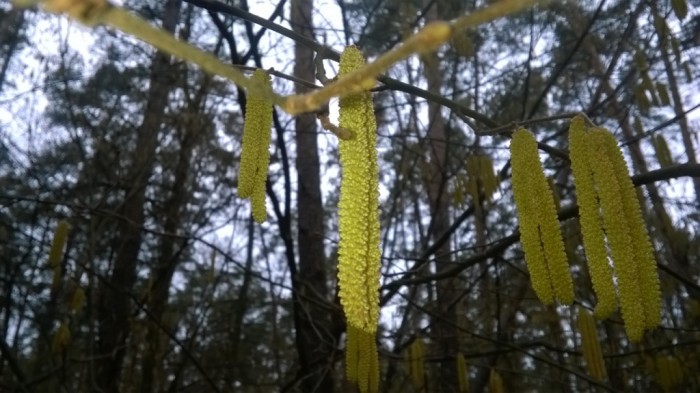 WP_20160303_003.jpg