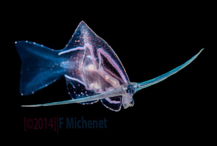 phylliroe-sp-pelagic-nudibranch-night-dive-off-tahiti[1].jpg